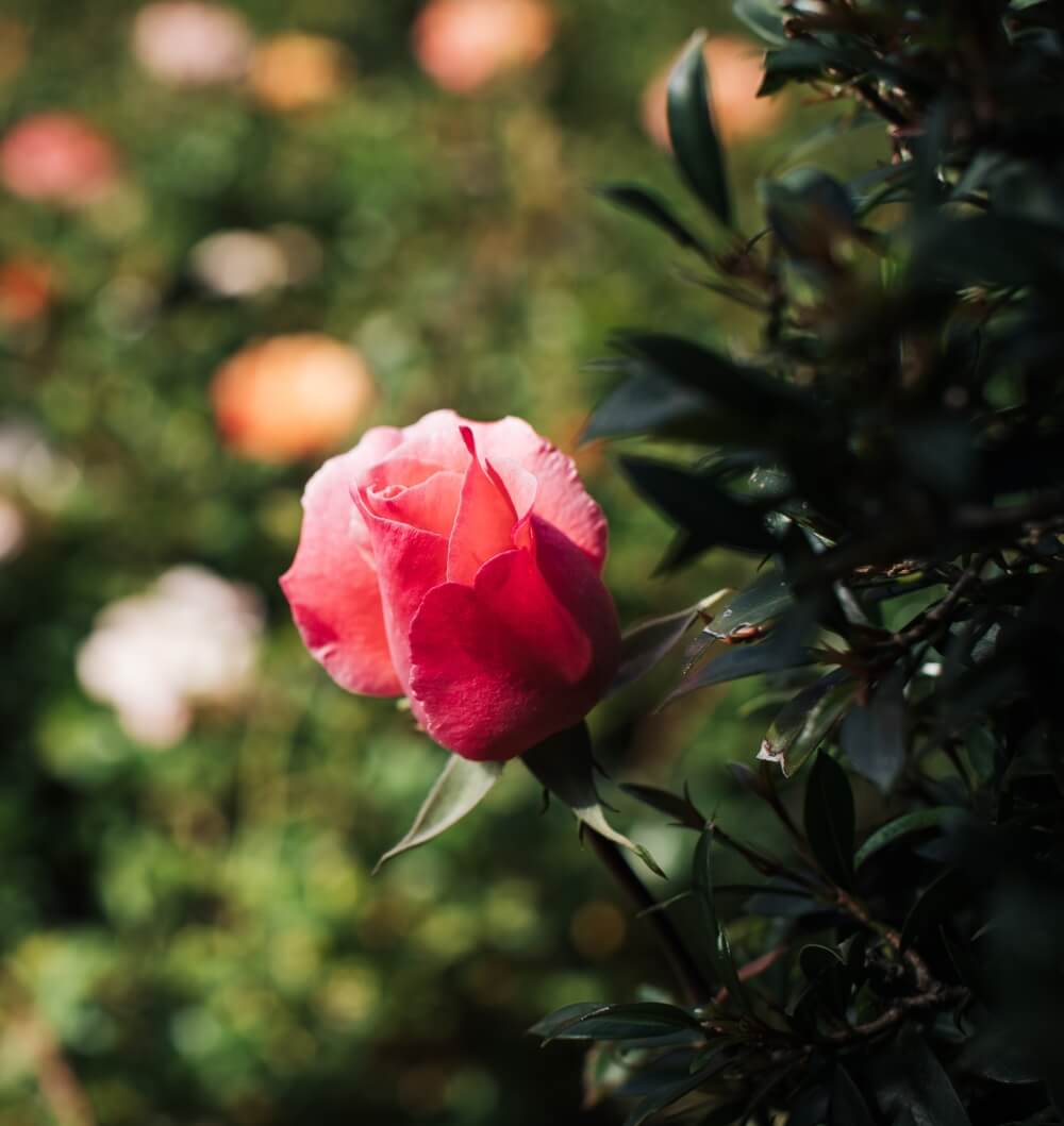 Roses bushes for sale
