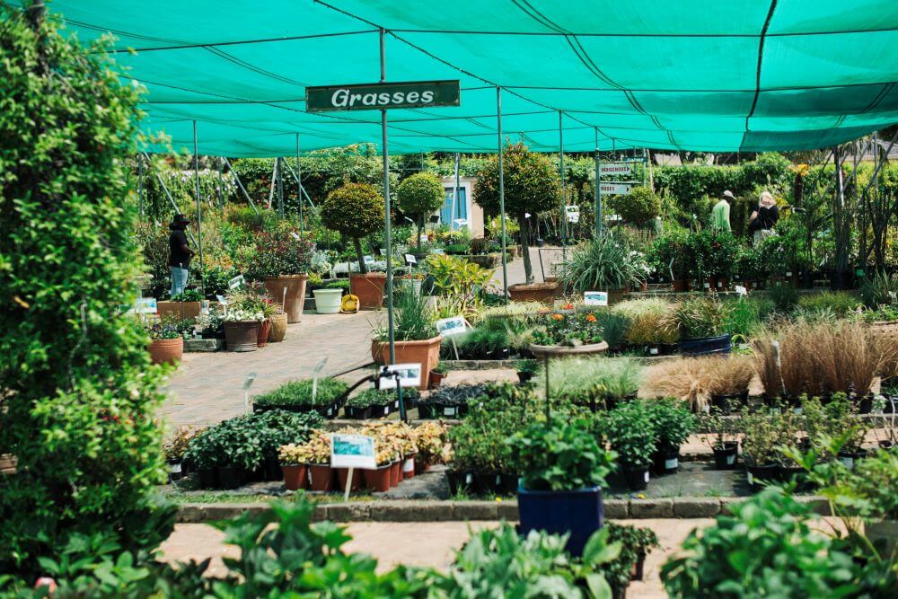 Grasses and Groundcovers plants