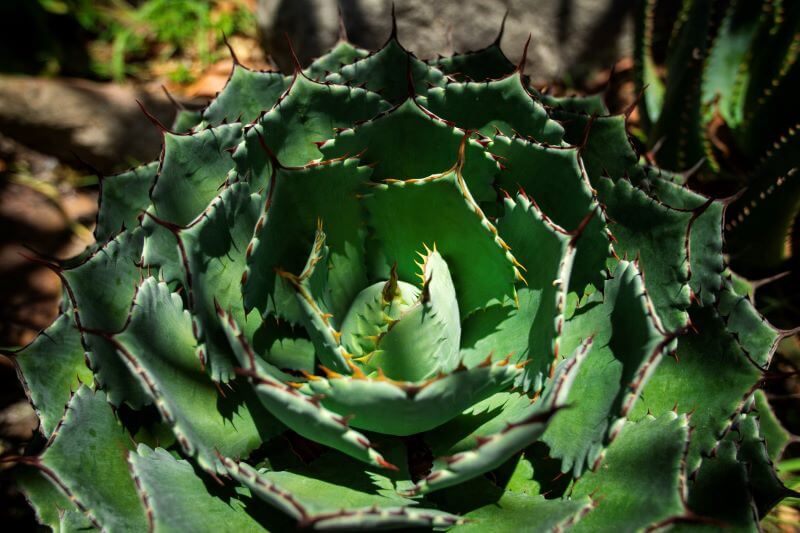 Succulents plants for sale