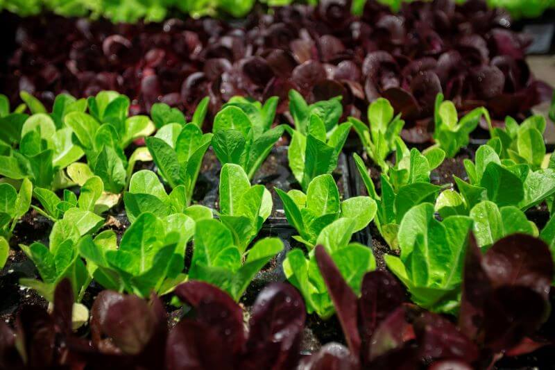 Herbs and Veggies plants
