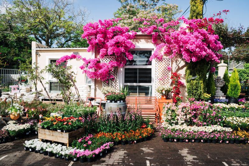 Ferndale Nursaries-plants for sale