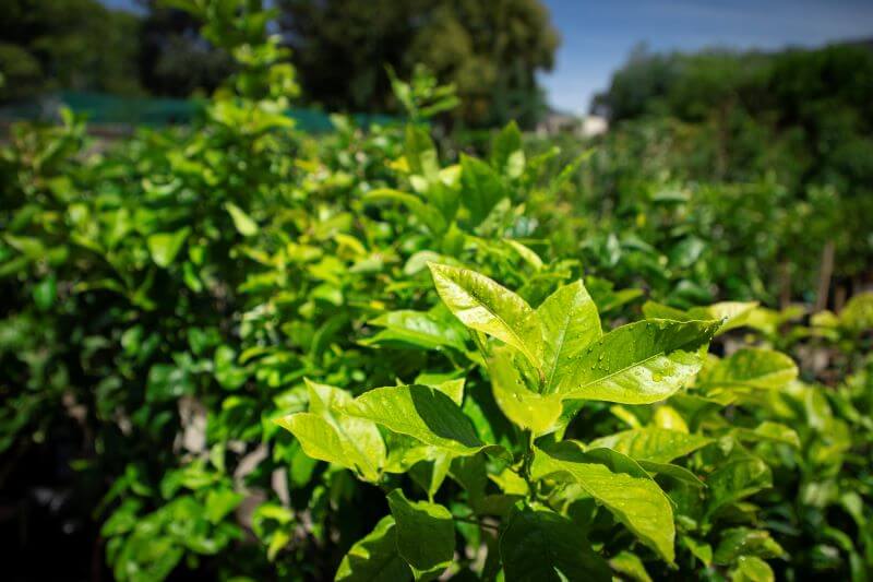 Fruit trees for sale