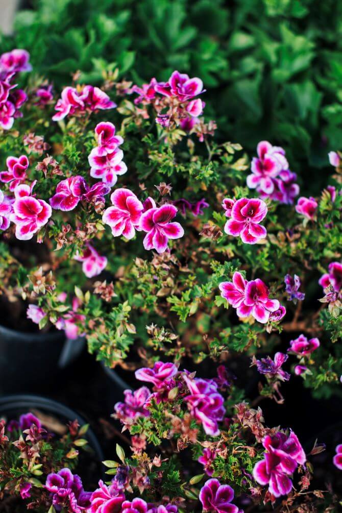 Perennials plants for sale