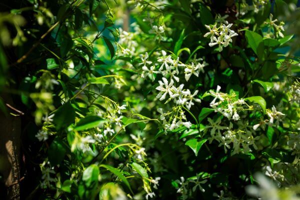 star jasmine for sale