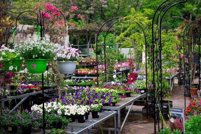 Annuals plants for sale