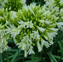 Emerald Ice