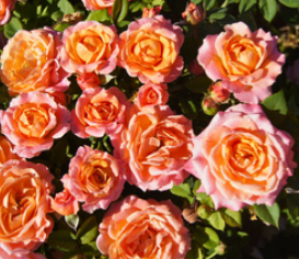 Shrub