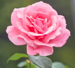 Single rose