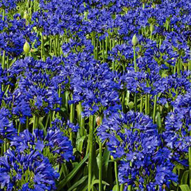 Blue Velvet