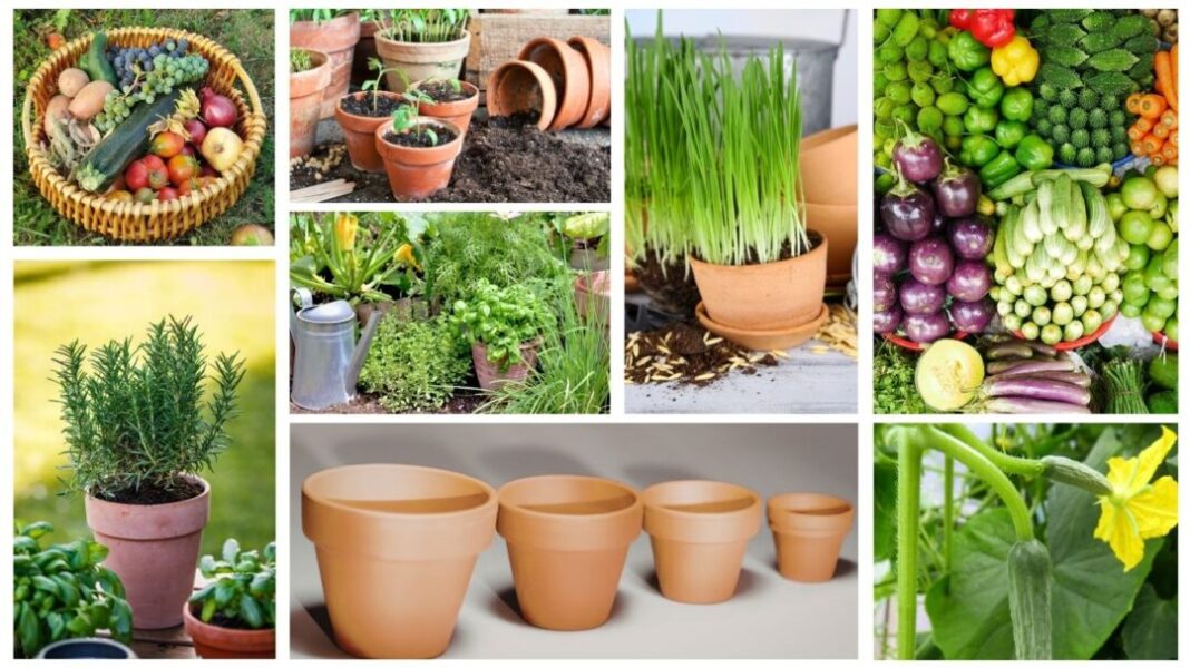 Growing Vegetables & Herbs in Pots feature image