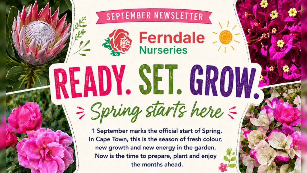 SEPTEMBER 2026 NEWSLETTER feature image